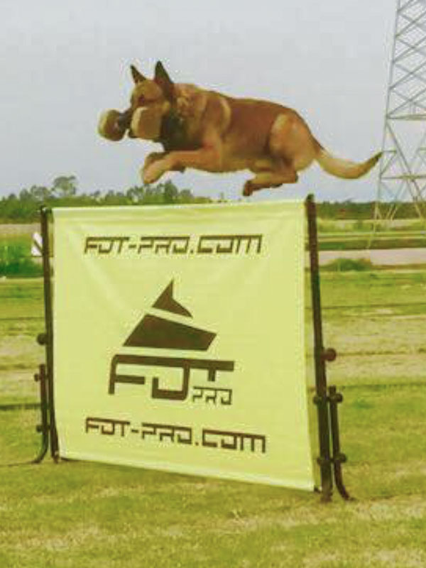 Reliable Schutzhund hurdle jump